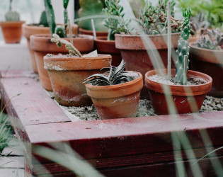 Barbican Conservatory