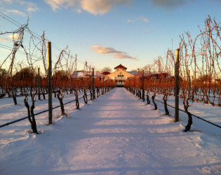 Raphael Vineyard