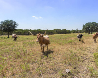 Ranch Austin