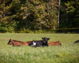 Bliss Ridge Farm