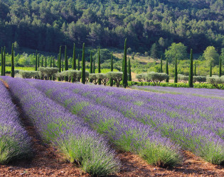 Domaine des Andéols