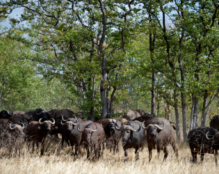 Singita Pamushana Lodge