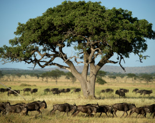 Singita Sasakwa Lodge