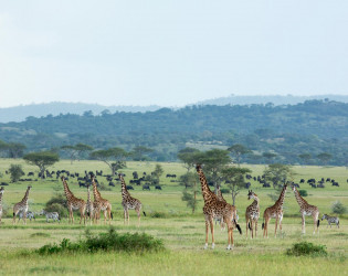 Singita Serengeti House