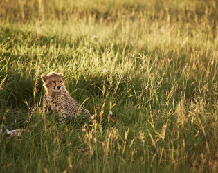 Singita Serengeti House