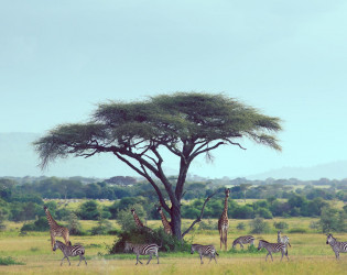 Singita Serengeti House