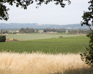 Gloria Ferrer Caves & Vineyards