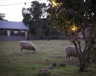 The Farm Cafe