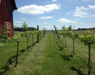 Vineyard at Porter Central