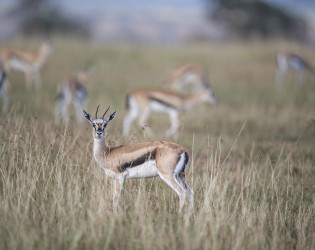 Singita Faru Faru Lodge