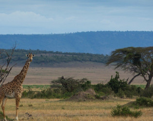 Singita Mara River Tented Camp