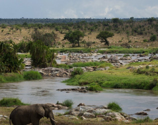 Singita Mara River Tented Camp