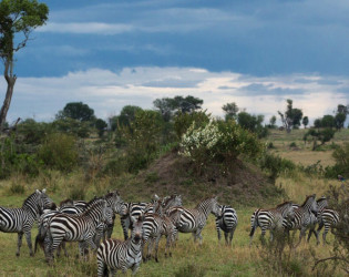 Singita Mara River Tented Camp