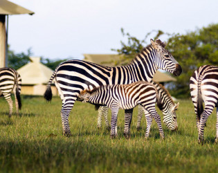 Singita Sabora Tented Camp