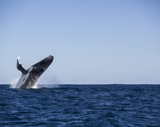 Sal Salis Ningaloo Reef