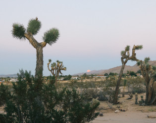 The Joshua Tree House