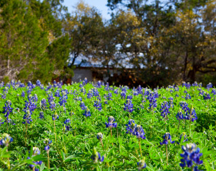 The Wildflower Barn