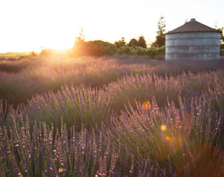 Pageo Lavender Farm