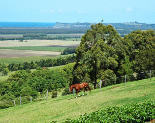 Pindara Estate