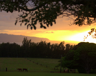 Sunset Ranch Hawaii