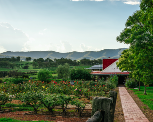 Hanging Tree Wines