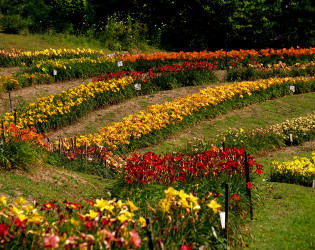 The Lily Barn