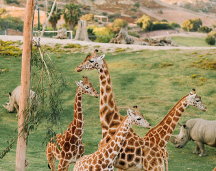 San Diego Zoo Safari Park