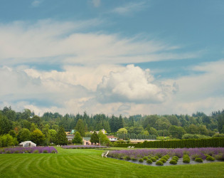 Woodinville Lavender