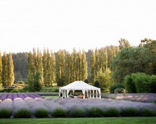 Woodinville Lavender