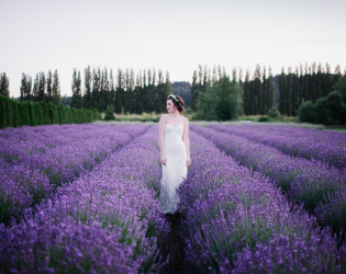 Woodinville Lavender