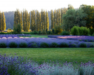 Woodinville Lavender