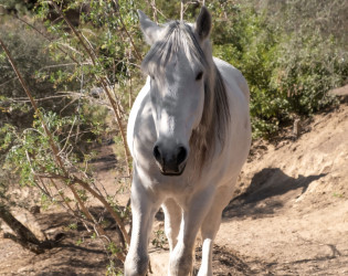 La Esperanza Ranch