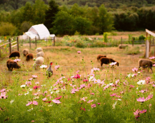 White Lotus Farm & Inn