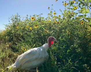 Autonomy Farms