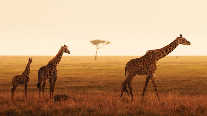 Four Seasons Safari Lodge, Serengeti