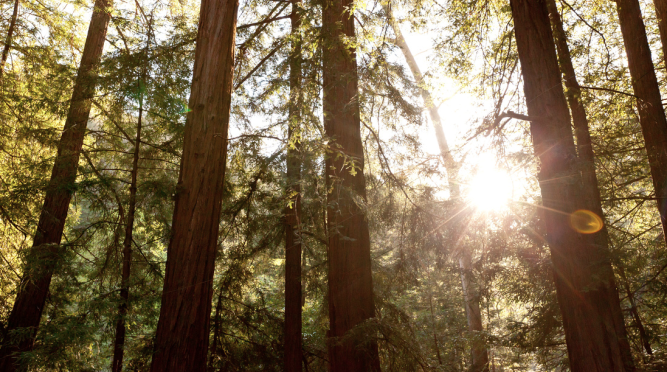 Glen Oaks Big Sur (hotel) & Big Sur Roadhouse (restaurant)