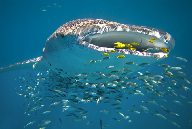 Sal Salis Ningaloo Reef