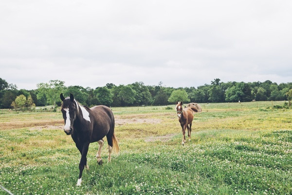 Legacy Farms