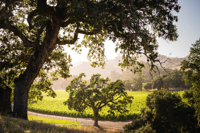 Robert Young Estate Winery