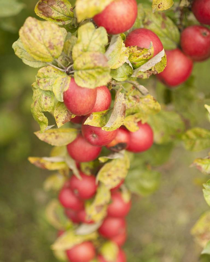 Sea Cider Farm & Ciderhouse