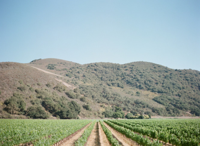 Sanford Winery & Vineyards