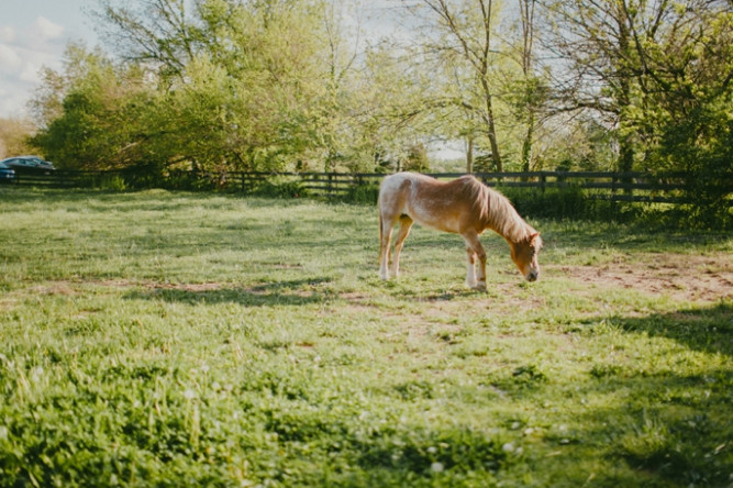 The Barn in Zionsville