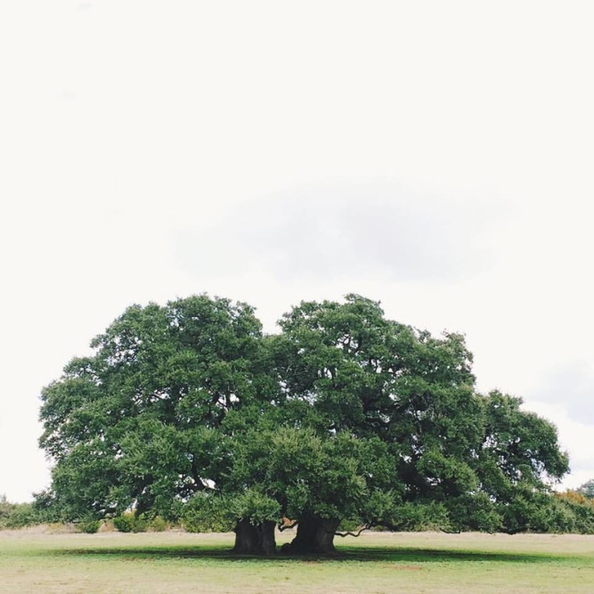 Five Oaks Farm