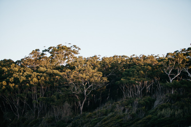 Paperbark Camp