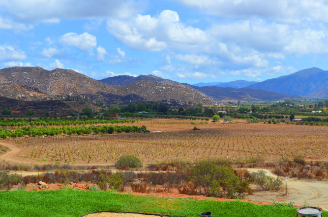 Decantos Vinícola