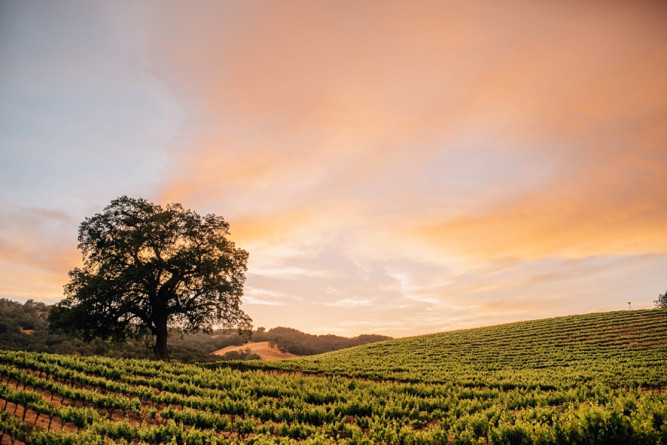 HammerSky Vineyards