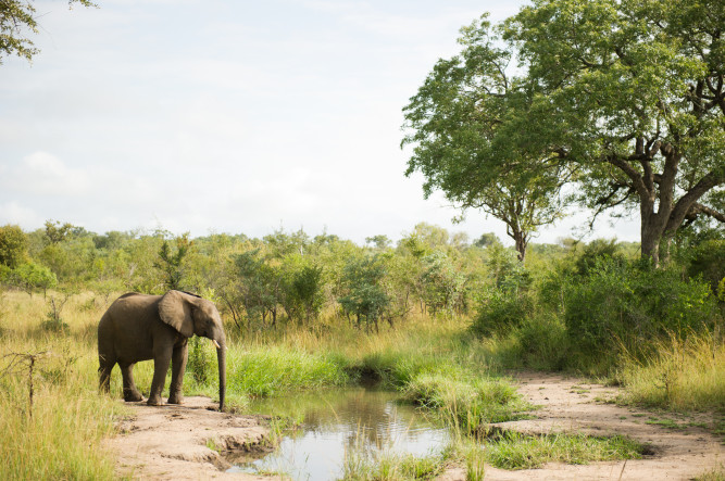 Singita Boulders Lodge