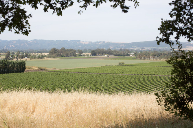 Gloria Ferrer Caves & Vineyards