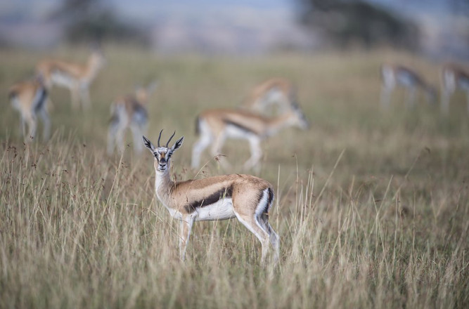 Singita Faru Faru Lodge