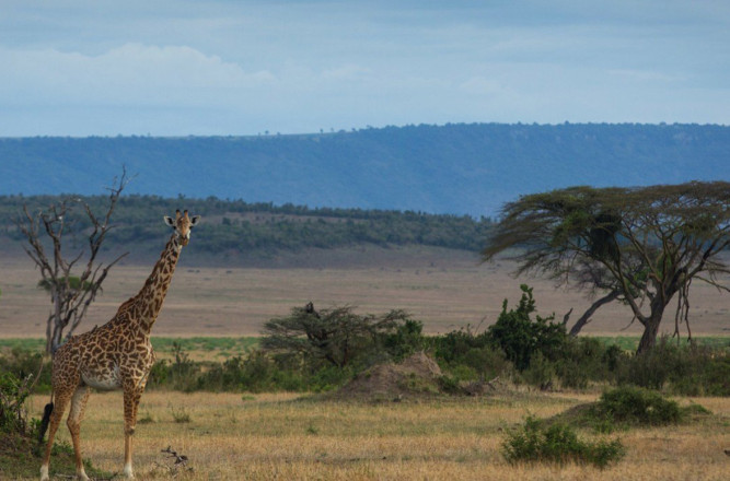 Singita Mara River Tented Camp